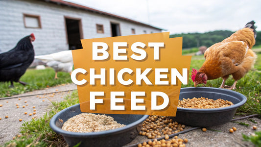 What Is the Best Food for Chickens? An Ultimate Guide