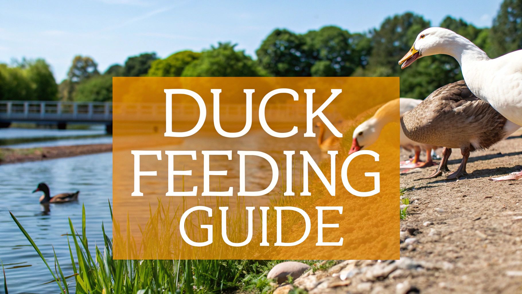 ultimate-duck-feeding-guide-tips-for-healthy-happy-ducks-pure-grubs
