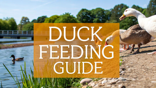 Ultimate Duck Feeding Guide: Tips for Healthy, Happy Ducks