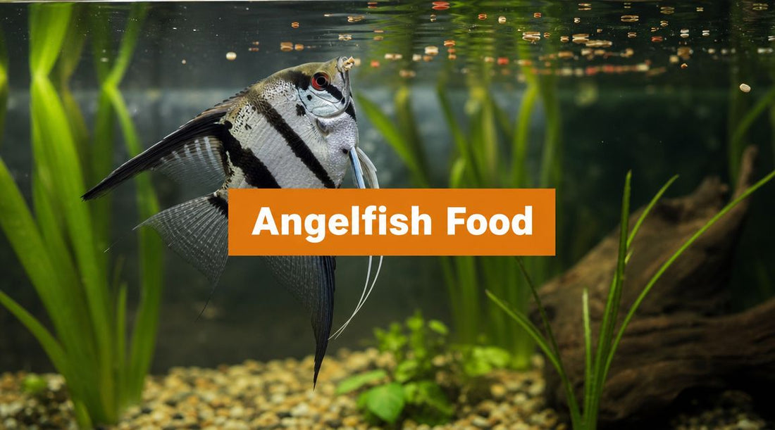 Angelfish Food: Ultimate Guide for Vibrant Health