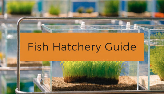 How to Start a Profitable Aquarium Fish Hatchery in 2026