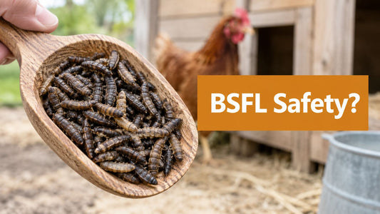 Are Black Soldier Flies Dangerous? a Safety Guide