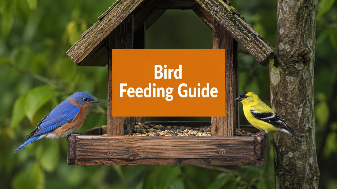 Ultimate Backyard Bird Feeding Guide 2026