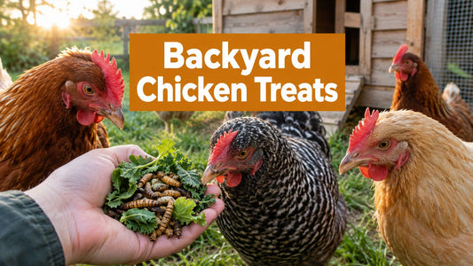 Backyard Chicken Treats: A Practical Feeding Guide