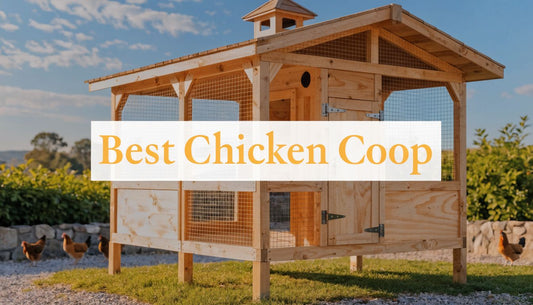 Best Chicken Coop for Beginners: A 2026 Buyer's Guide