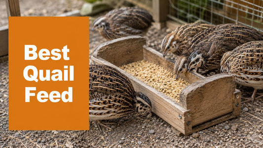 Best Food for Quails: A Complete Feeding Guide for 2026