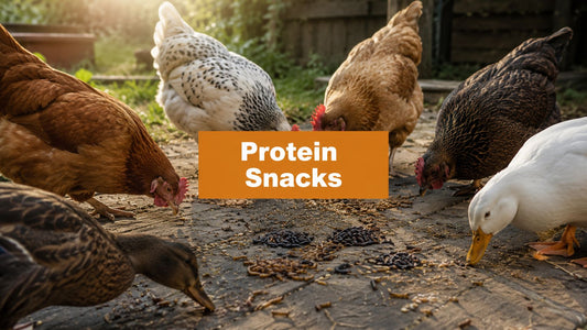 Best High Protein Snacks for Chickens & Ducks in 2026
