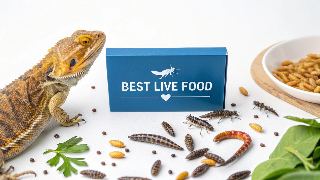 Best Live Food for Bearded Dragons: How to Choose the Right Options
