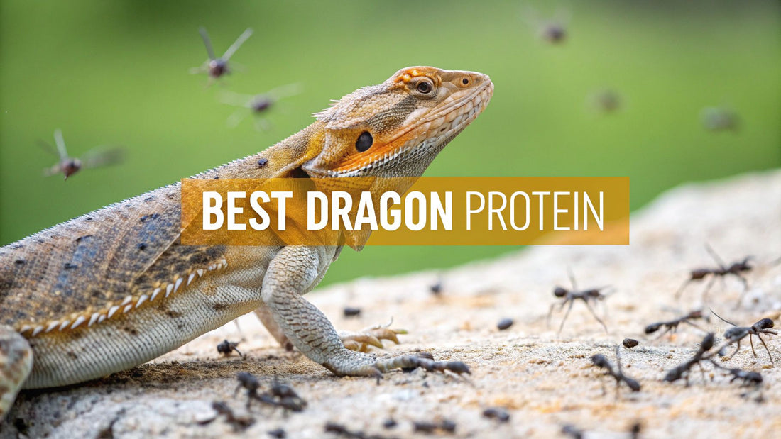 Best Protein for Bearded Dragons: Top Insects & Nutrition
