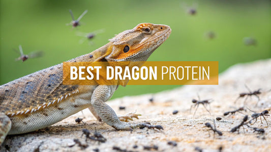 Best Protein for Bearded Dragons: Top Insects & Nutrition