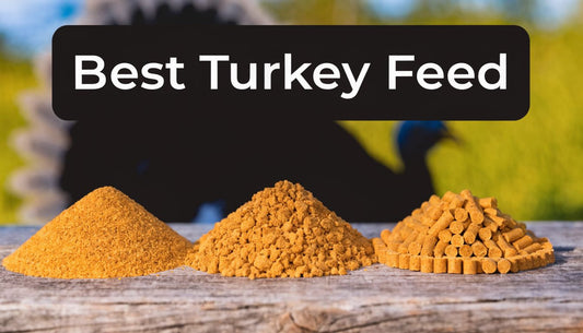 Best Turkey Feed: 2026 Guide to Feeding Your Flock