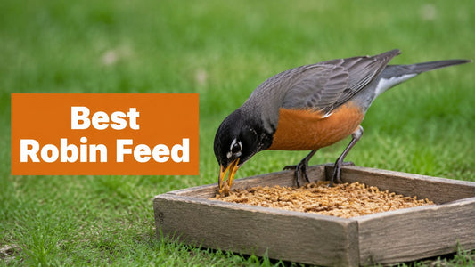 Best Bird Feed for Robins: Attract More Birds in 2026