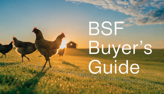 Black Soldier Fly Companies: The Complete Buyer's Guide