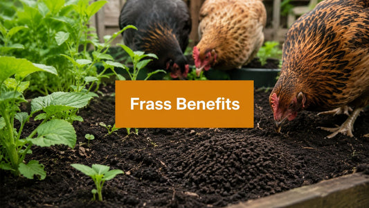 Black Soldier Fly Frass Benefits for Gardens and Flocks