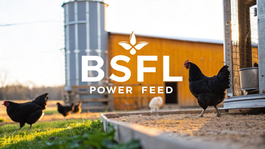 Black Soldier Fly Larvae Chicken Feed A Complete Guide