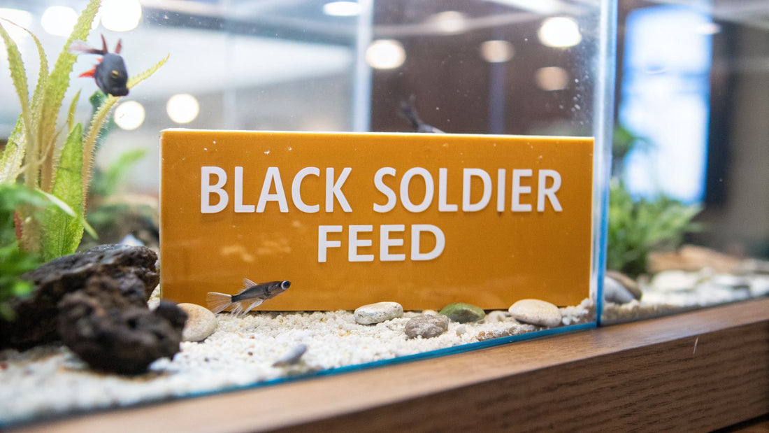 Black Soldier Fly Larvae Fish Food: Sustainable Nutrition for Your Aquarium