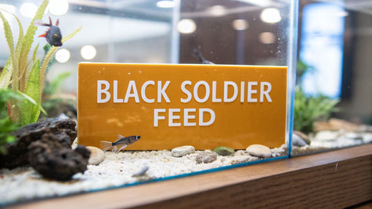 Black Soldier Fly Larvae Fish Food: Sustainable Nutrition for Your Aquarium