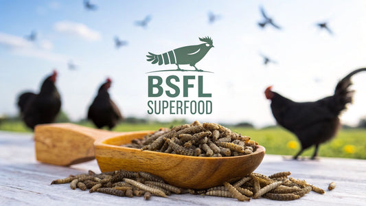 A Guide to Black Soldier Fly Larvae Food for Healthy Animals