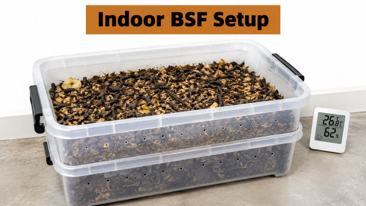 Black Soldier Fly Larvae in House: Safe Indoor Setup