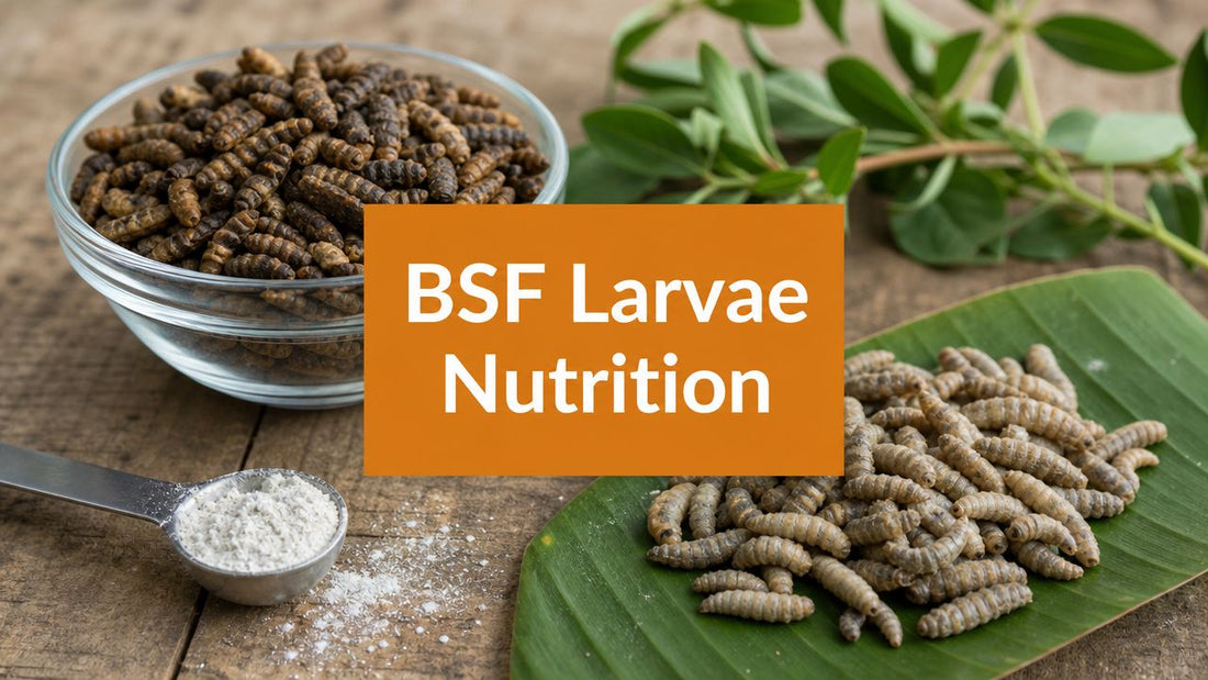 Black Soldier Fly Larvae Nutrition: Benefits & Safety