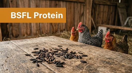 Black Soldier Fly Larvae Protein: Ultimate Guide 2026