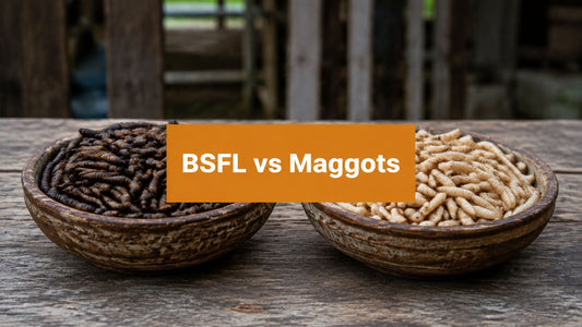Black Soldier Fly Larvae vs Maggots: The Complete Guide