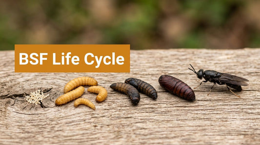 Black Soldier Fly Life Cycle: Stages, Timing, and Tips