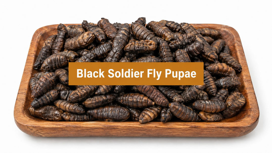 Black Soldier Fly Pupae: Life Cycle, Uses, and Key Facts