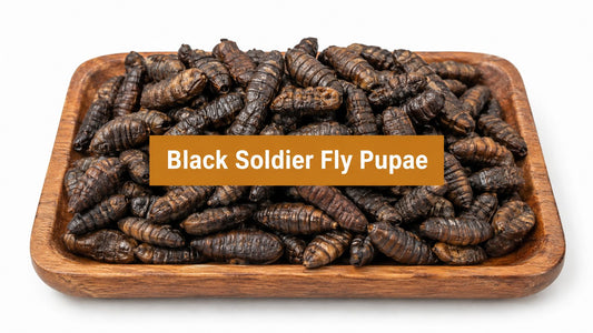 Black Soldier Fly Pupae: Life Cycle, Uses, and Key Facts