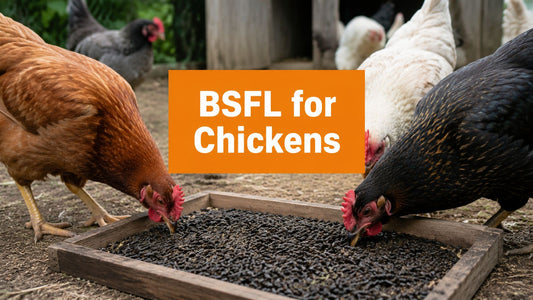 Black Soldier Larvae: The Ultimate Guide for Chickens