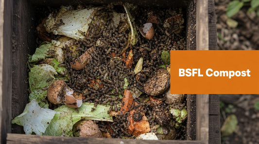 Black Soldier Larvae Compost: A Practical How-To Guide