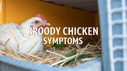 Broody Chickens Symptoms: Recognize, Treat, and Prevent