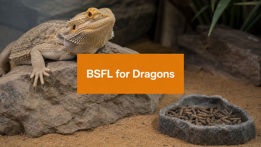 BSFL for Bearded Dragons: The Ultimate 2026 Feeding Guide