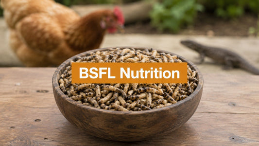 BSFL Nutritional Value: Benefits for Pets in 2026