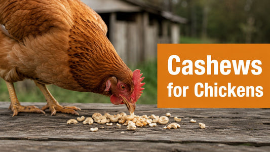 Can Chickens Eat Cashews? a Complete Safety Guide