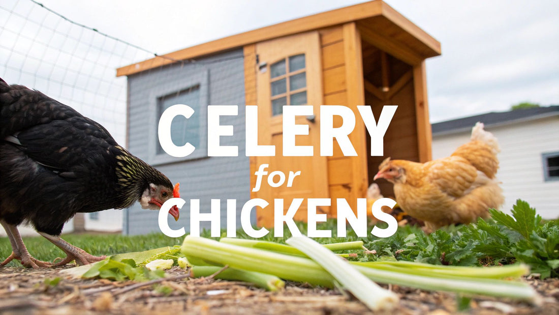 Can Chickens Eat Celery? A Guide for Backyard Flocks