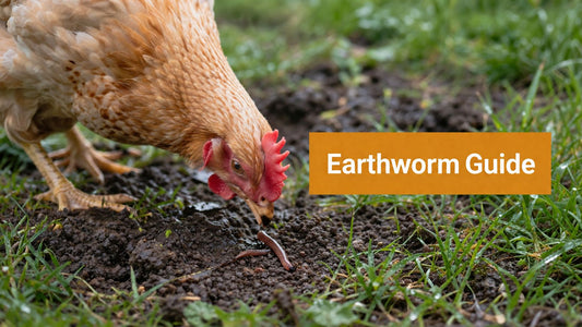 Can Chickens Eat Earthworms? a Complete Safety Guide