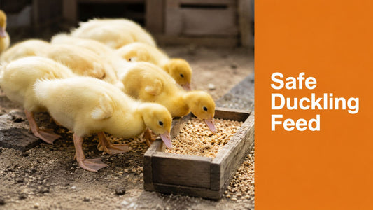 Can Ducklings Eat Chicken Food? Safe Feeding Guide 2026