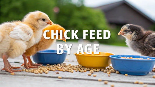 A Practical Guide to Chick Feed by Age for a Healthy Flock