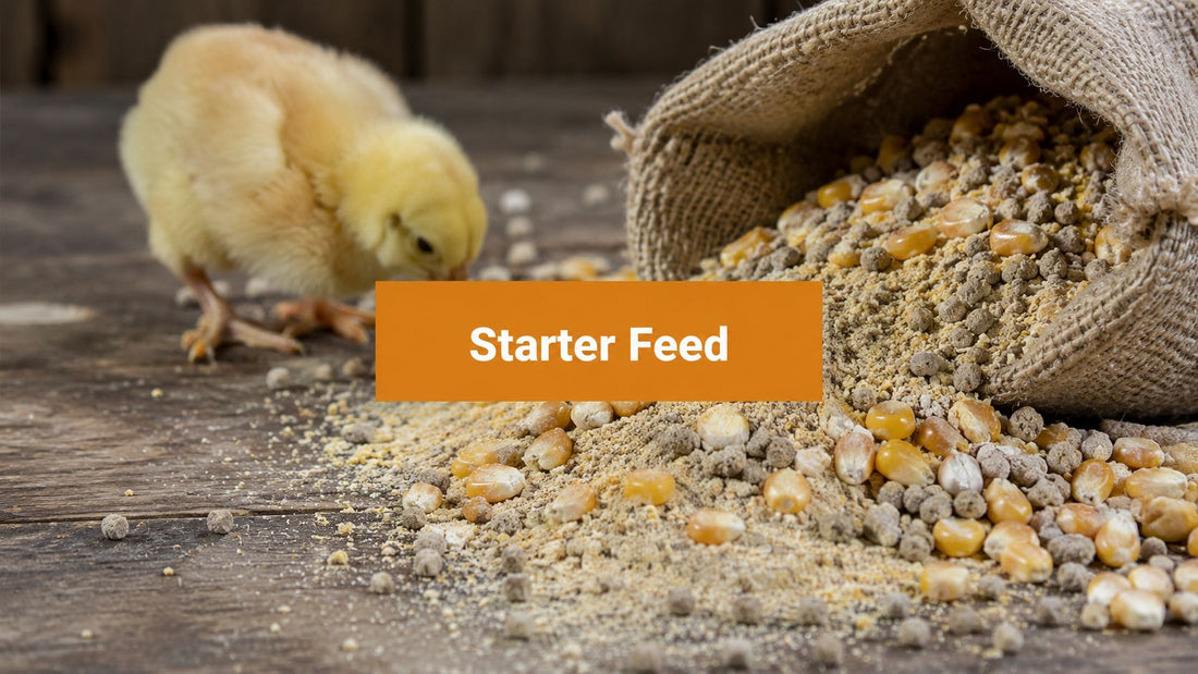 Best Chick Starter Feed Ingredients: 2026 Guide