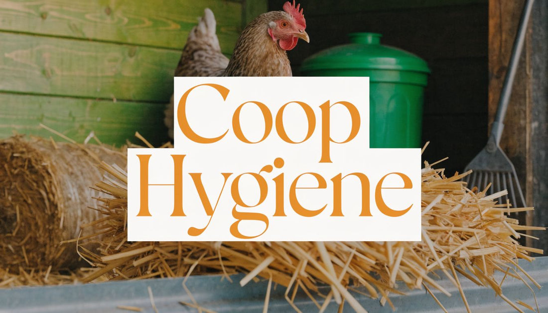 Chicken Coop Hygiene: A Guide to Healthy, Happy Hens