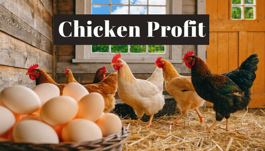 Chicken Farming for Profit: Your 2026 Guide