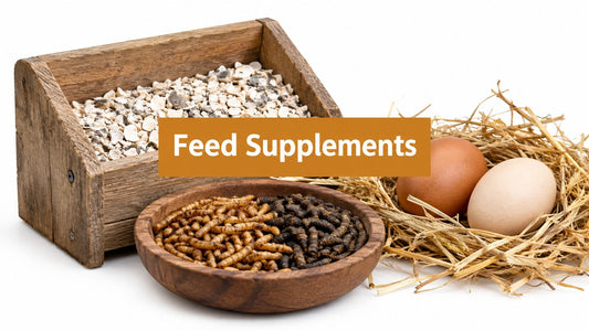 Chicken Feed Supplement Types, Safety, and How to Use Them
