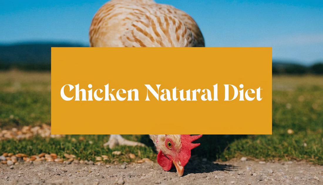 Unlock Health: Your Chicken Natural Diet Guide