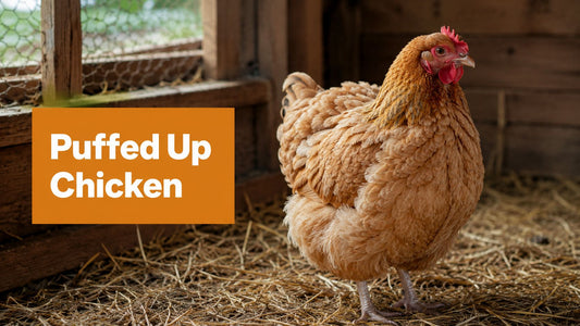 Chicken Puffed Up: A Guide to Causes & Immediate Care