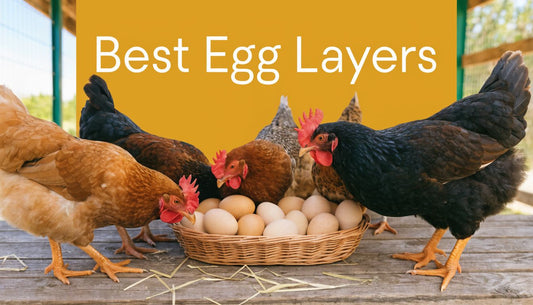 8 Best Chickens Good for Eggs in 2026