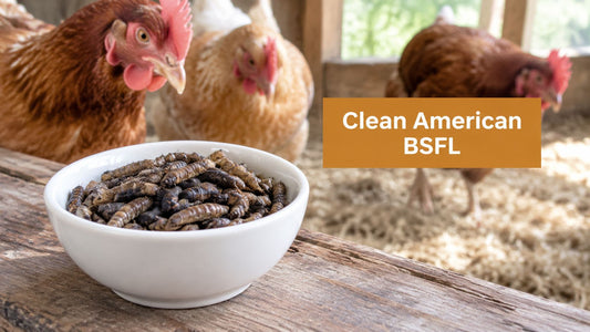 Clean American-Made Black Soldier Fly Larvae for Laying Hens
