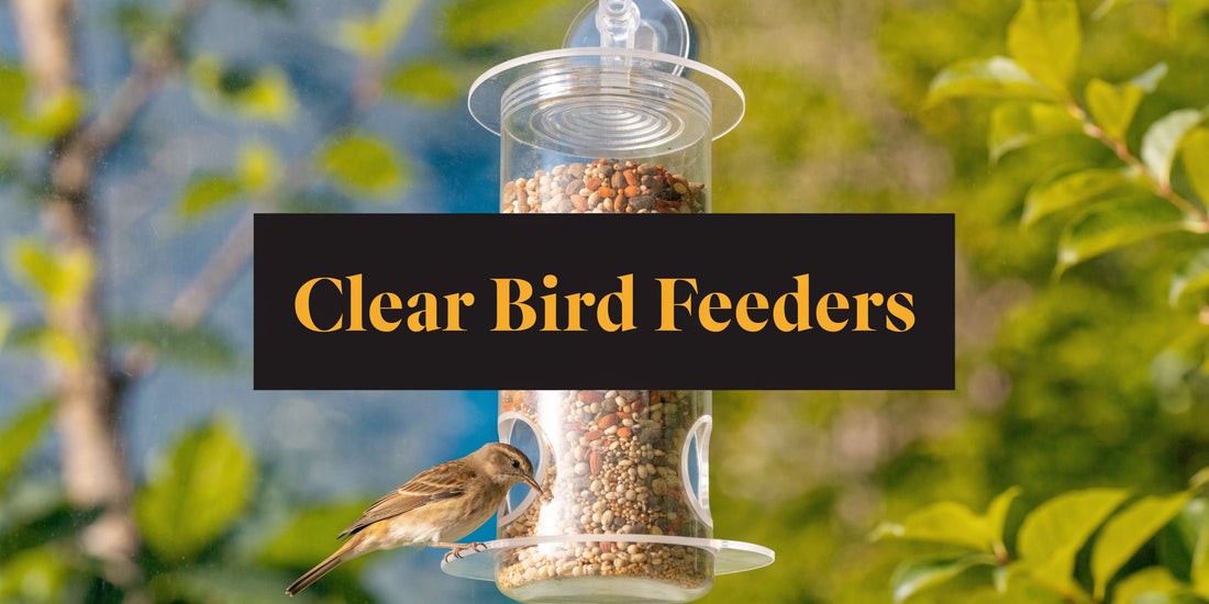 Clear Bird Feeders: A Guide to Up-Close Birdwatching