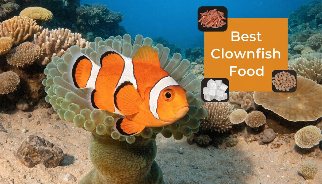 Best Clownfish Food for Vibrant Health in 2026