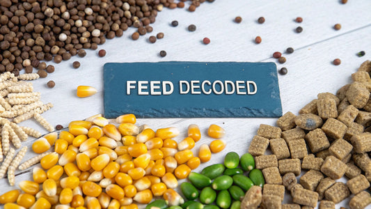 Contents of Chicken Feed: contents of chicken feed decoded for your flock